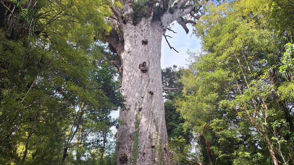 Tāne Mahuta